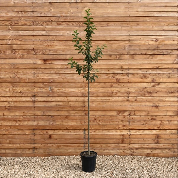 Junger Apfelbaum als Hochstamm in einem Kunststofftopf vor einer Holzfassade