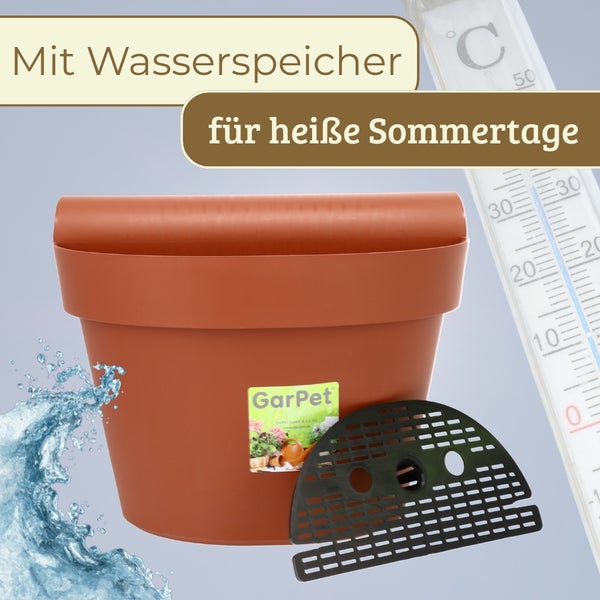 Korkenzieherweide im Garten mit leichtem Blattaustrieb