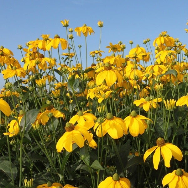 Gelber Sonnenhut in voller Blüte im Garten