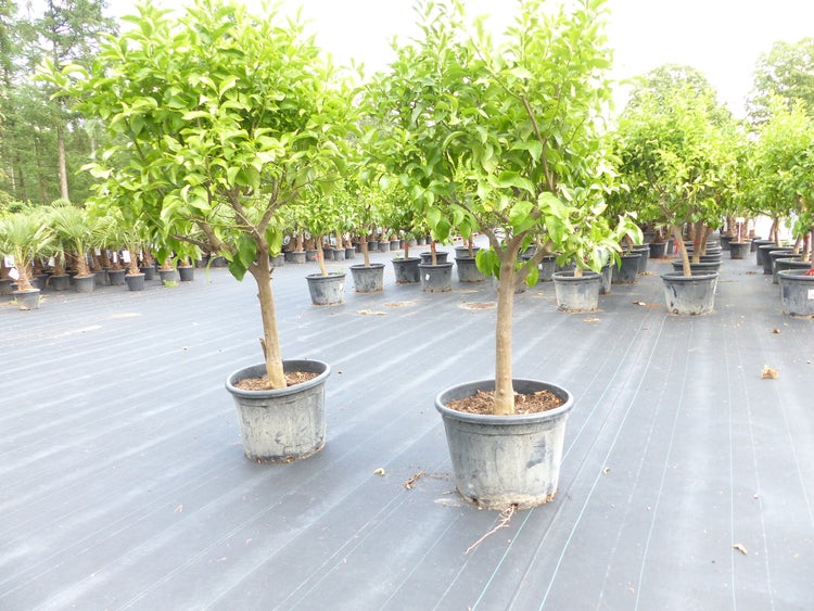 Zitrus Zitronenbaum Zitrone Citrus Limon Limone 170 - 200 cm Zitruspflanze