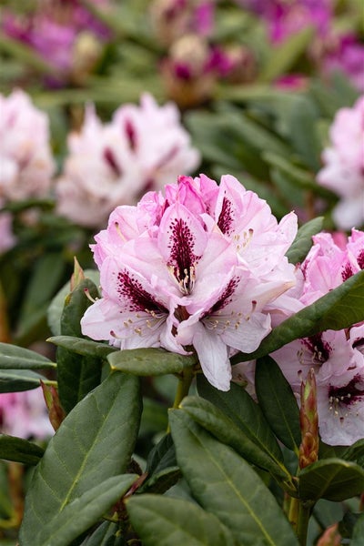 Rhododendron Hybr. 'Herbstfreude', Rhododendron, 30–40 cm