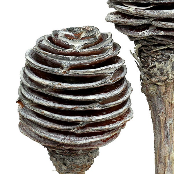 Nahaufnahme von Banksia-Samenständen