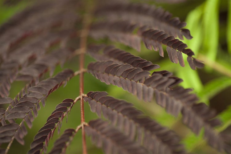 Albizia julibrissin 'Summer Chocolate', Seidenbaum, dunkelrot, 60–80 cm