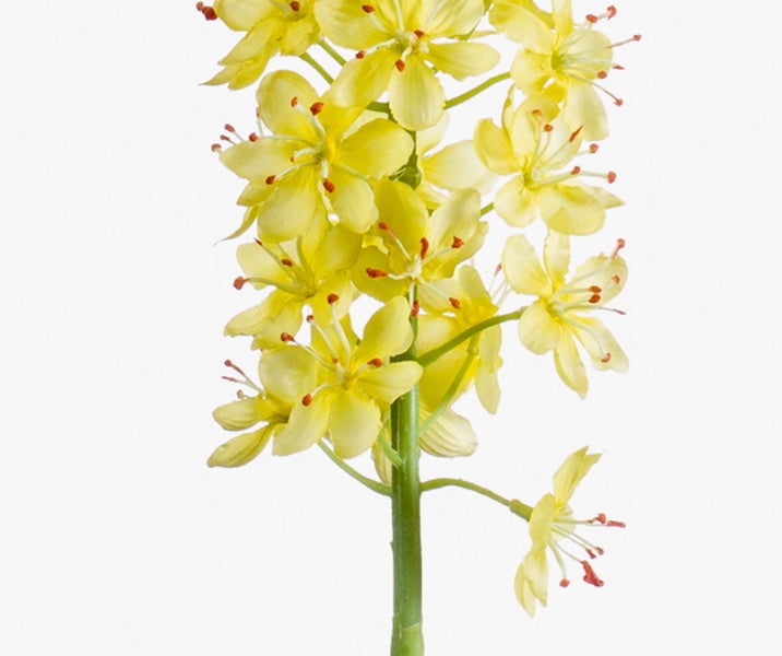 Gelbe Steppenkerze Eremurus mit kleinen Blüten an einem langen grünen Stiel.