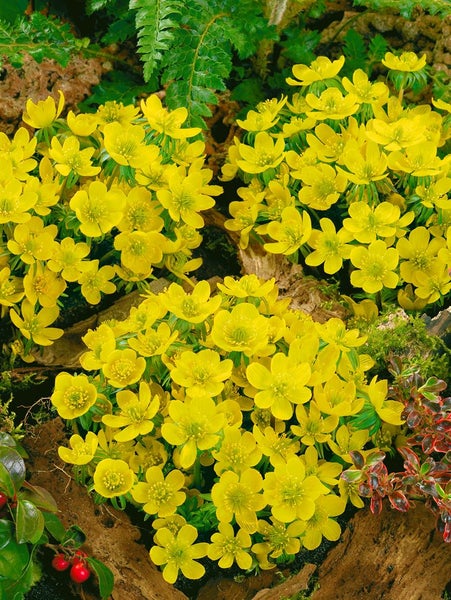 Eranthis cilicica, Winterling, gelb, ca. 9x9 cm Topf