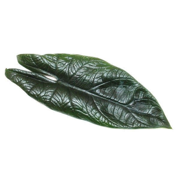 Alocasia scalprum - schwarzes Pfeilblatt - Zimmerpflanze 14cm Topf