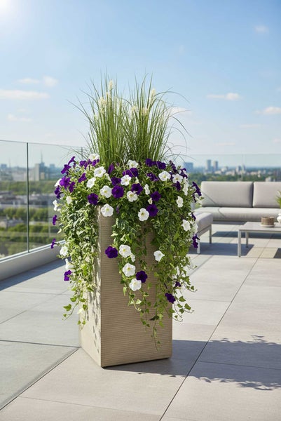 Hoher, strukturierter Pflanzkübel mit Ziergras sowie hängenden violetten und weißen Petunien auf einer modernen Dachterrasse mit Stadtblick.