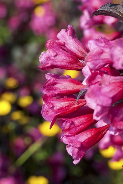 Weigela florida 'Victoria', Weigelie, rotblühend, 40–60 cm