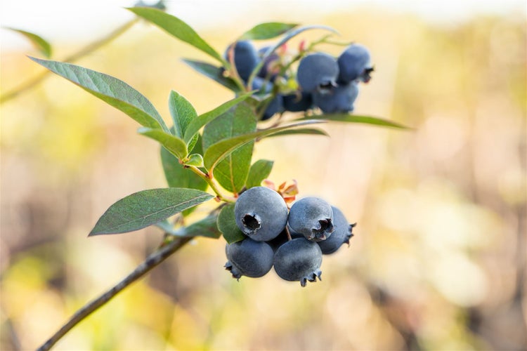 Reife Heidelbeeren am Strauch mit gruenen Blaettern