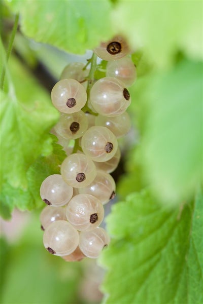 Ribes rubrum 'Blanka', Rote Johannisbeere, 40–60 cm