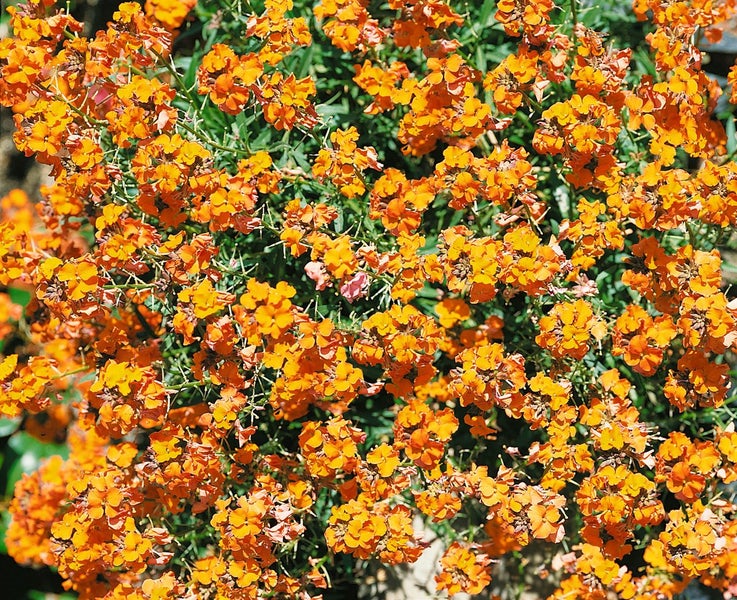 Goldlackpflanze mit üppigen Blüten