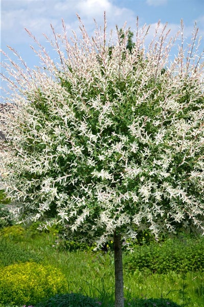Salix integra 'Hakuro Nishiki', Japanische Weide, buntes Laub, 40–60 cm