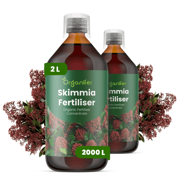 Organifer Skimmia Dünger, organisches Flüssigkonzentrat, zwei 2-Liter-Flaschen mit Messkappe und Skimmia-Pflanzen.