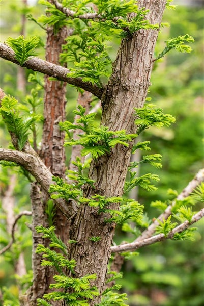 Nahaufnahme eines Baumes mit jungen, grünen Trieben
