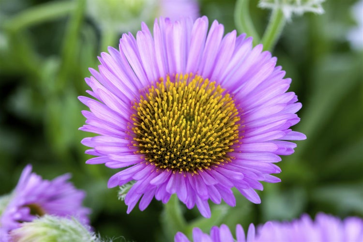 Erigeron glaucus 'Sea Breeze -R-', Strand-Berufkraut, ca. 11x11 cm Topf
