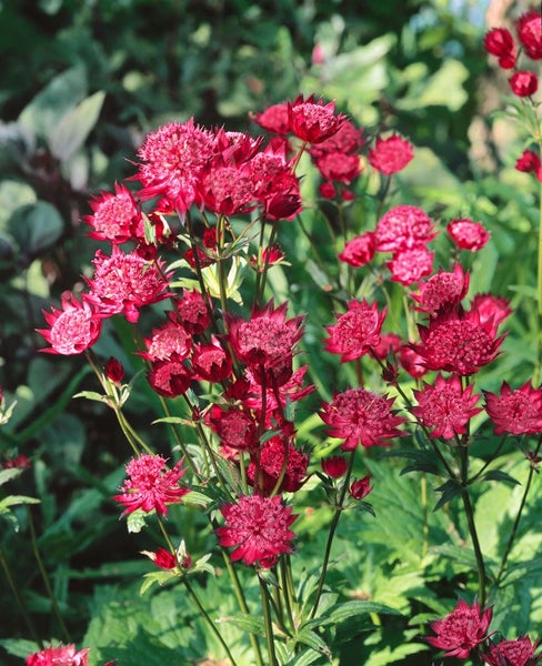 Gruppe von Sterndolden im Garten