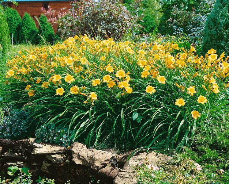 Hemerocallis x cult. 'Stella de Oro', Taglilie, goldgelb, ca. 11x11 cm Topf