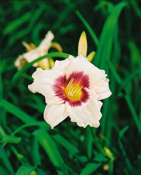 Hemerocallis x cult. 'Pandora's Box', Taglilie, creme-rot, ca. 11x11 cm Topf