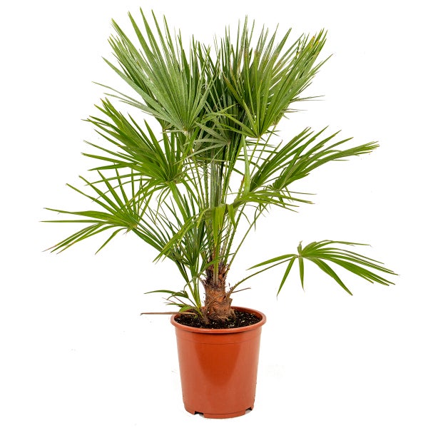 Palmier nain rustique (chamaerops humilis) main image 1