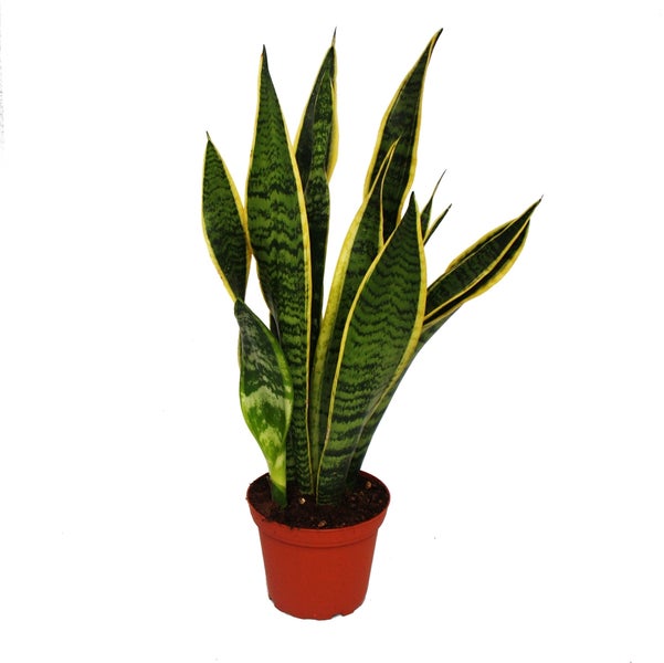 Sansevieria trifasciata - Bogenhanf 12cm Topf