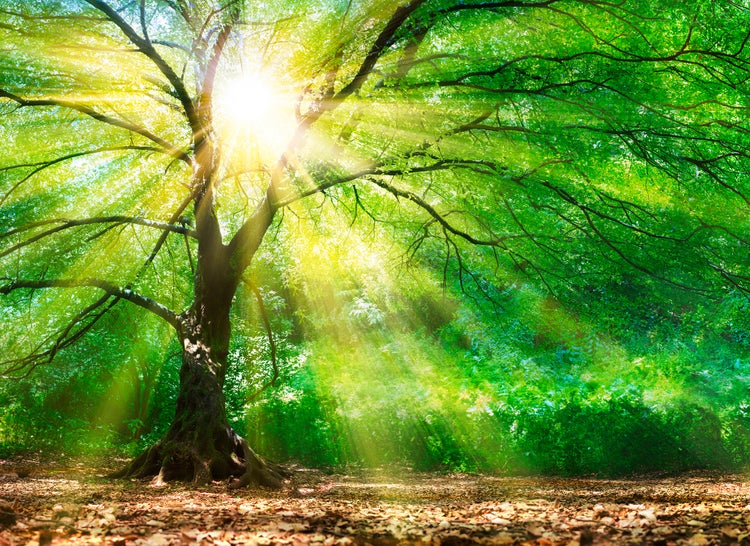 Fototapete mit Motiv eines großen Laubbaums im Wald, durch dessen grünes Blätterdach helles Sonnenlicht mit sichtbaren Strahlen fällt.