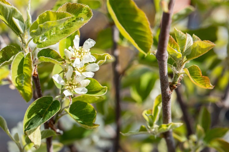 Amelanchier alnifolia 'Northline', Felsenbirne, 40–60 cm, essbare Früchte
