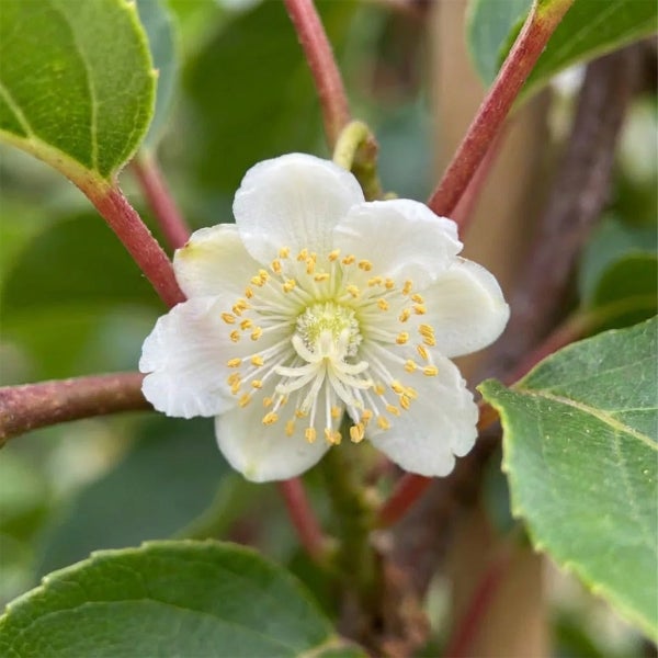 Weiße Kiwiblüte mit gelben Staubgefäßen zwischen grünen Blättern.