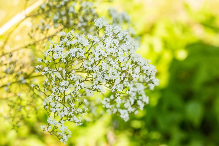 Filipendula ulmaria, Mädesüß, ca. 9x9 cm Topf, duftend