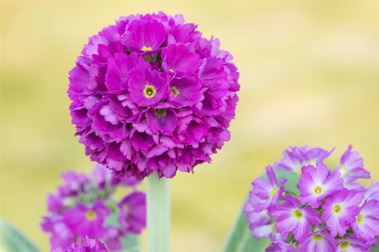 Primula denticulata 'Rubin', Kugelprimel, rubinrot, ca. 9x9 cm Topf