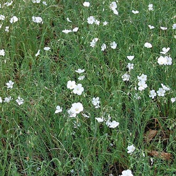 Blühendes Feld mit Lein