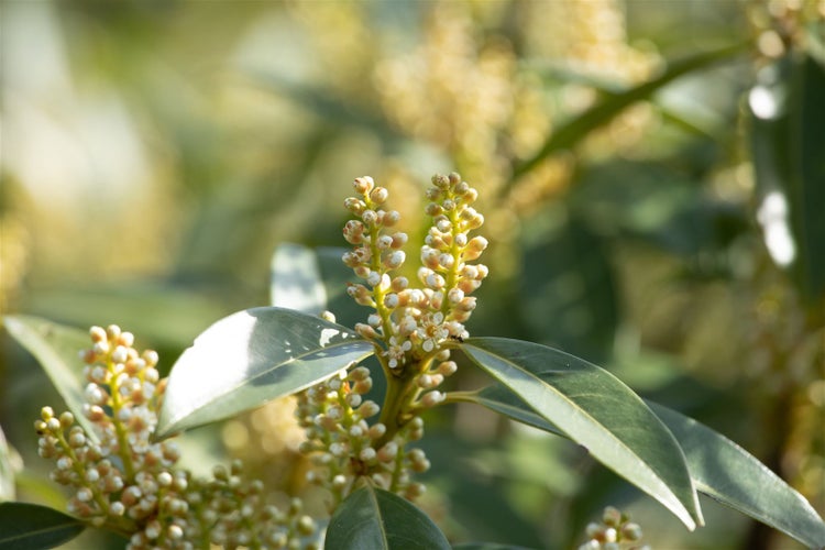 Prunus laurocerasus 'Otto Luyken', Kirschlorbeer, immergrün, 40–50 cm