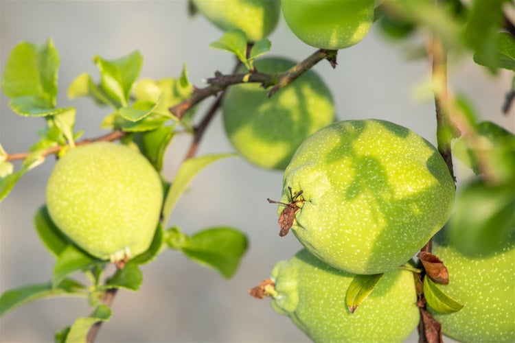 Chaenomeles x superba 'Jet Trail', Zierquitte, weiß, 40–60 cm