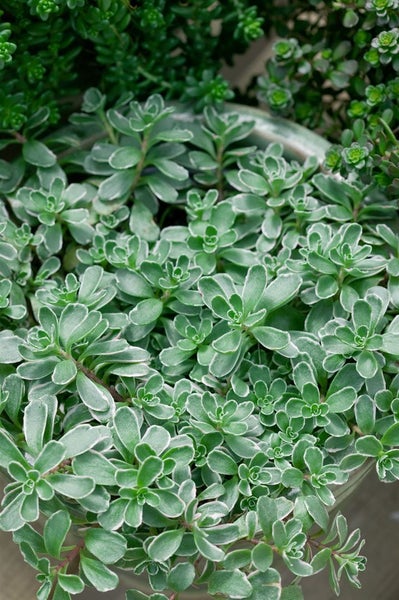 Sedum spurium 'Tricolor', Teppichsedum, buntlaubig, ca. 9x9 cm Topf