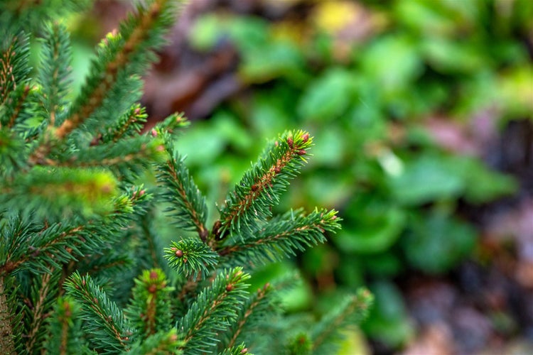Picea abies 'Will's Zwerg', Fichte, kompakt, 50–60 cm