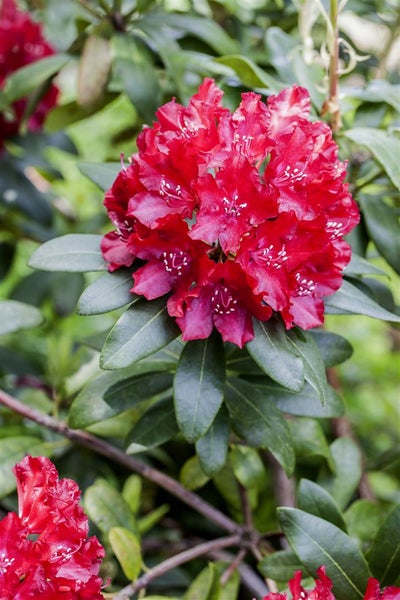 Rhododendron Hybr. 'Sammetglut', leuchtend rot, 30–40 cm