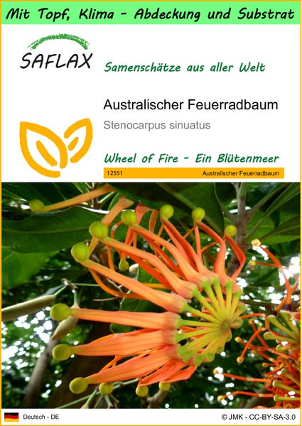 SAFLAX Garden to go - Australischer Feuerradbaum - Stenocarpus sinuatus - 20 Samen - Mit Topf, Klima - Deckel und Anzuchtsubstrat