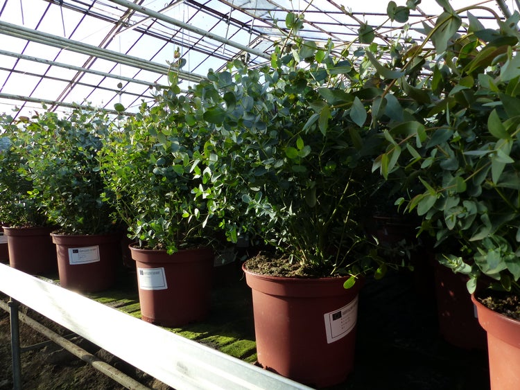 XXL Eucalyptus Gunni Gunnii Busch Eukalyptusbaum 80 - 100 cm, Pflanze winterhart