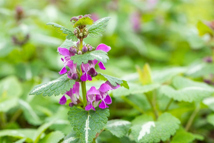 Nahaufnahme einer Taubnessel Pflanze mit lila Blüten.