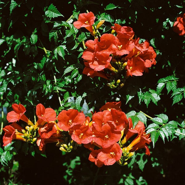 Campsis radicans 'Stromboli' -R-, Trompetenblume, leuchtend rot, 60–100 cm