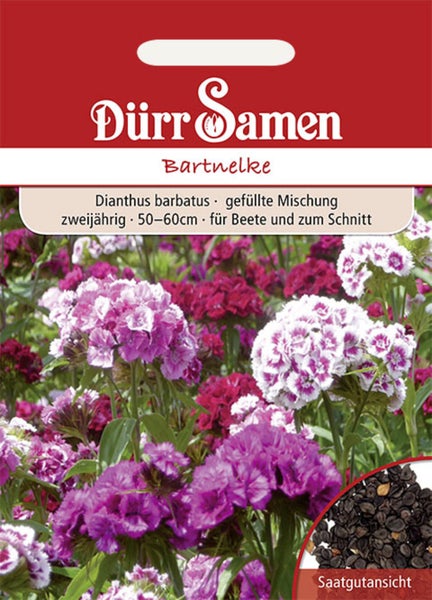 Samentüte Dürr Samen Bartnelke, gefüllte Mischung, zweijährig, Wuchshöhe 50 bis 60 Zentimeter, für Beete und als Schnittblume geeignet.