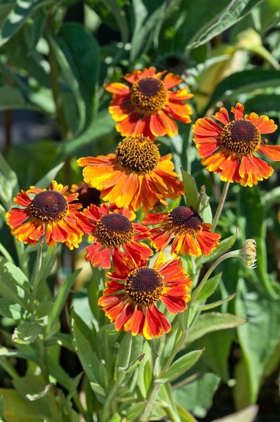 Helenium x cult. 'Kupferzwerg', Sonnenbraut, kupferrot, ca. 11x11 cm Topf