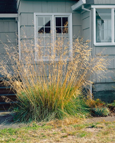 Stipa gigantea, Riesen-Federgras, ca. 11x11 cm Topf, dekorativ