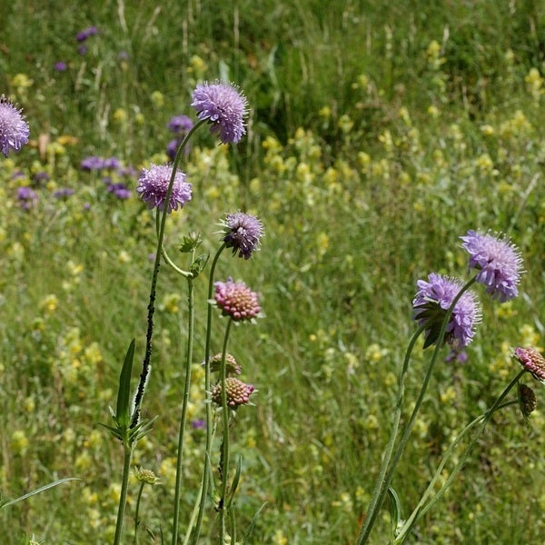 Wiesen-Knautie Blumen im Garten.