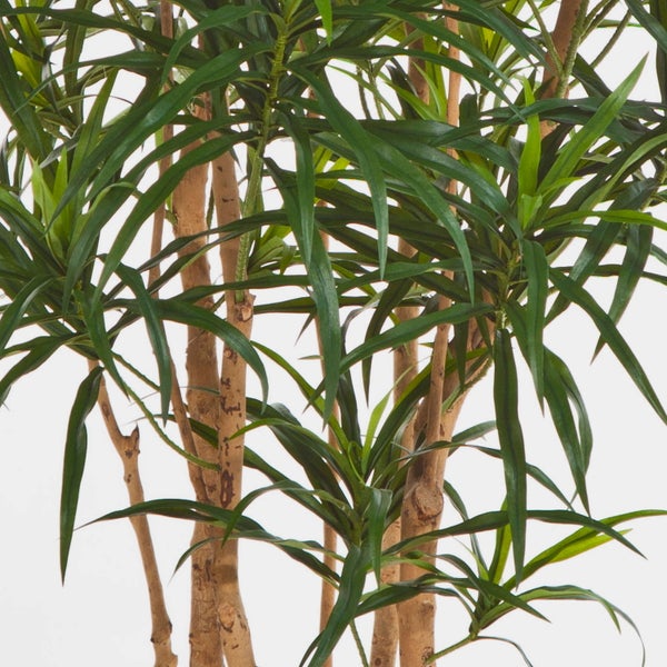 Dracaena Zimmerpflanze mit mehreren Holzstämmen und schmalen grünen Blättern.
