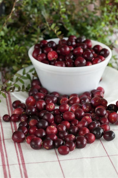 Vaccinium macrocarpon, Cranberry, 20–30 cm