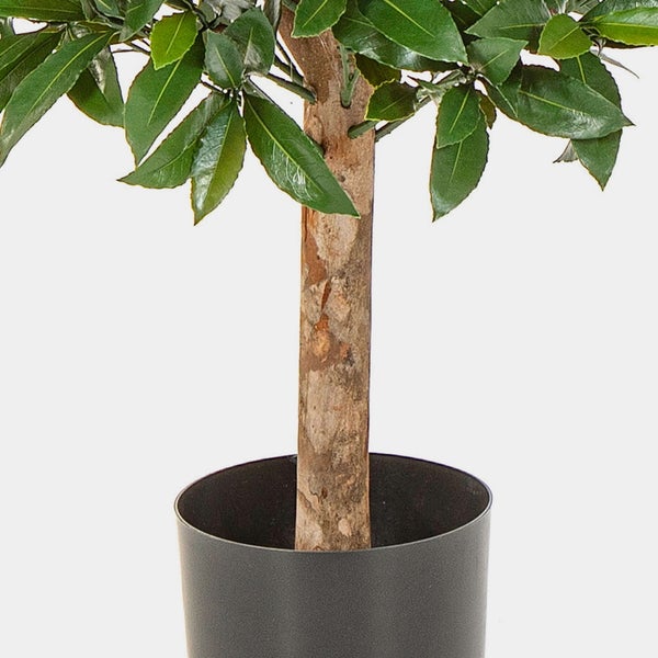 Künstlicher Lorbeerbaum mit strukturiertem Stamm im anthrazitfarbenen Topf.
