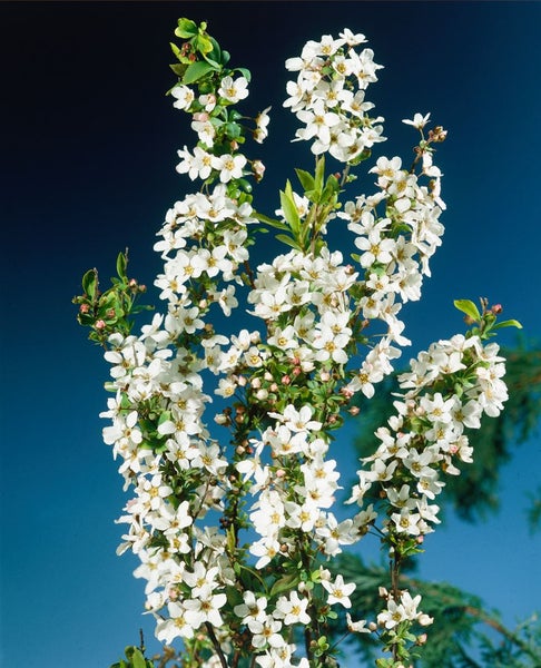 Blühender Spierstrauch mit weißen Blüten