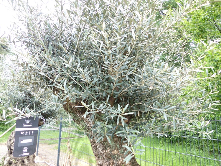 genau dieser Baum L11 Olivenbaum 225 cm, knorrige alte urige Olive winterhart