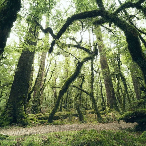 Ansicht von Bäumen im Wald
