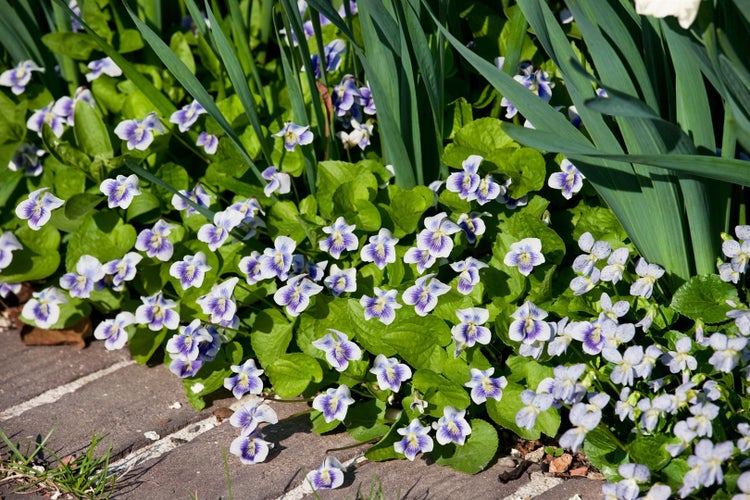 Nahaufnahme von Veilchen mit grünen Blättern im Gartenbeet